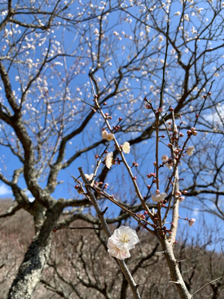 湯河原梅林