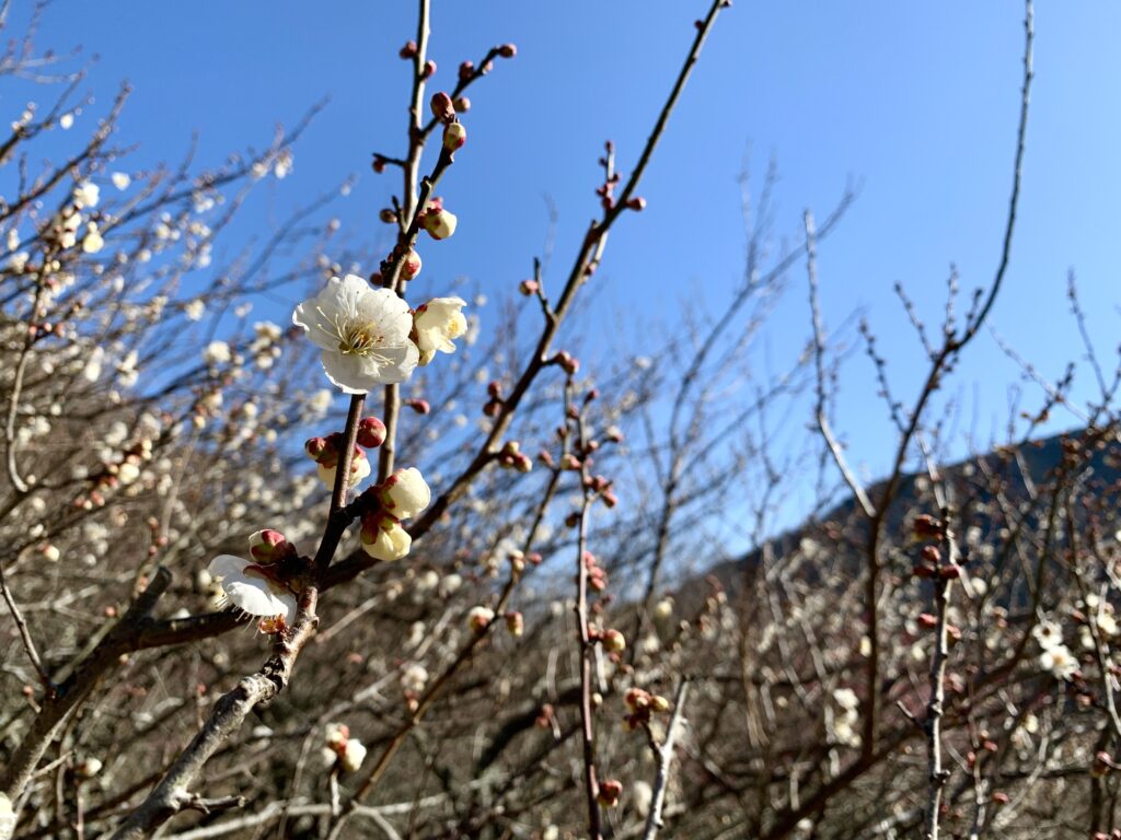 湯河原梅林