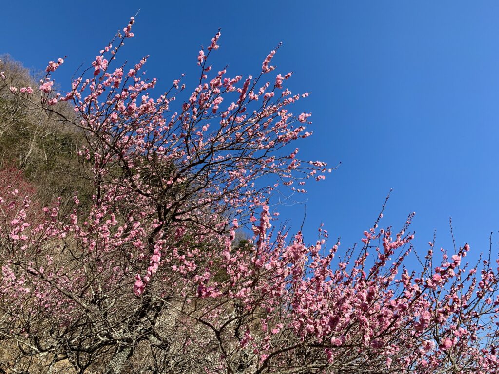 湯河原梅林