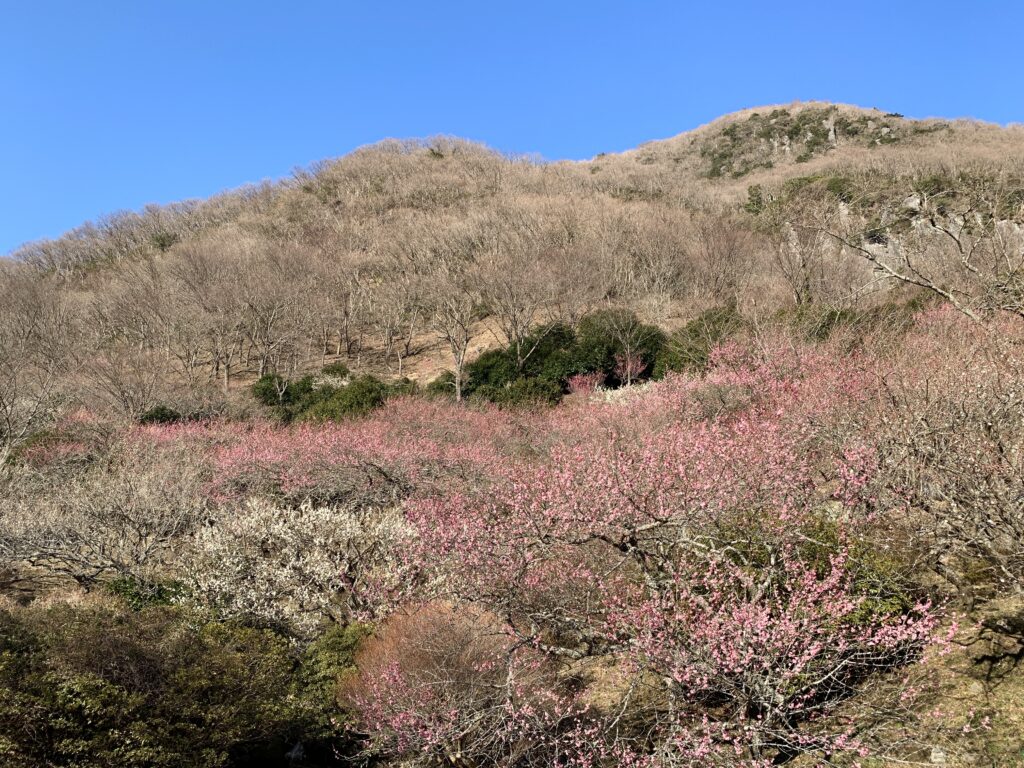 湯河原梅林