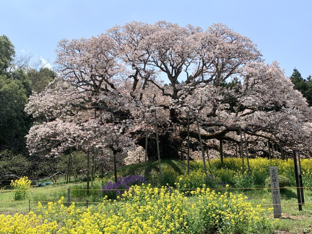 吉高の大桜