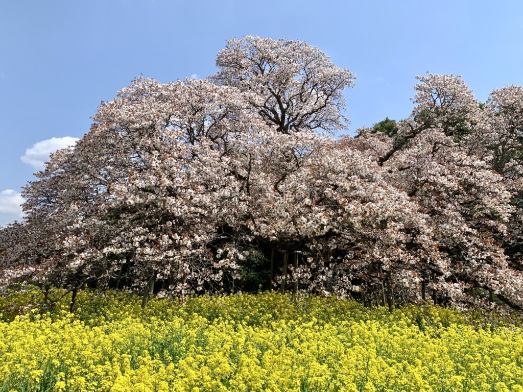 吉高の大桜