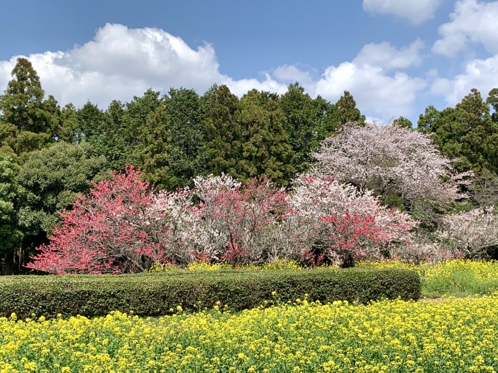 吉高の大桜