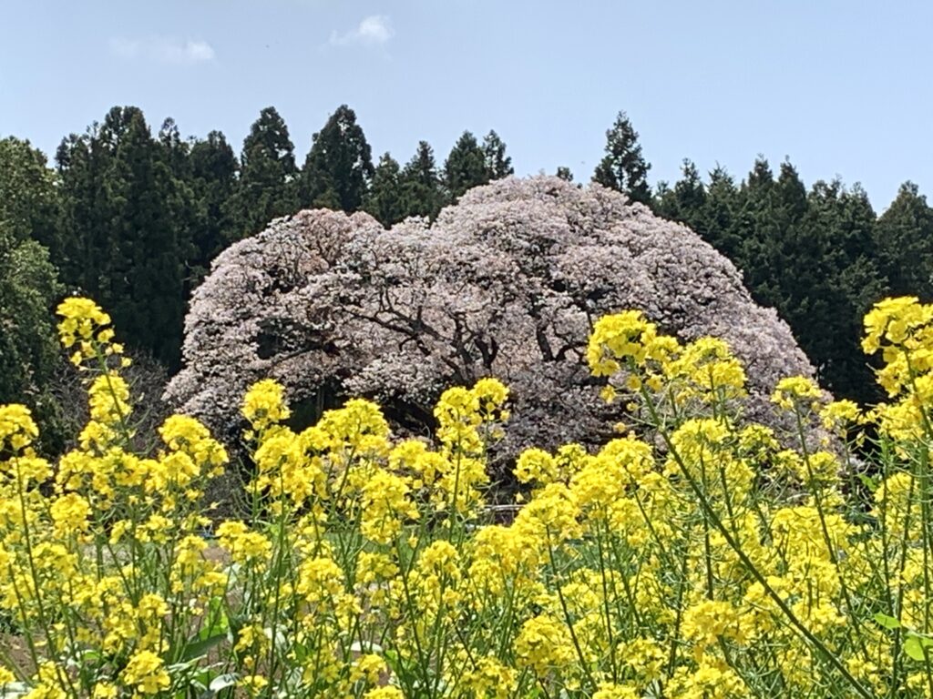 吉高の大桜