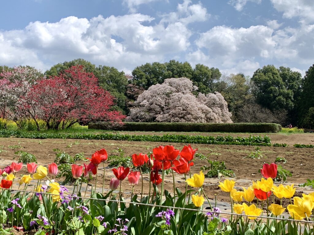 吉高の大桜